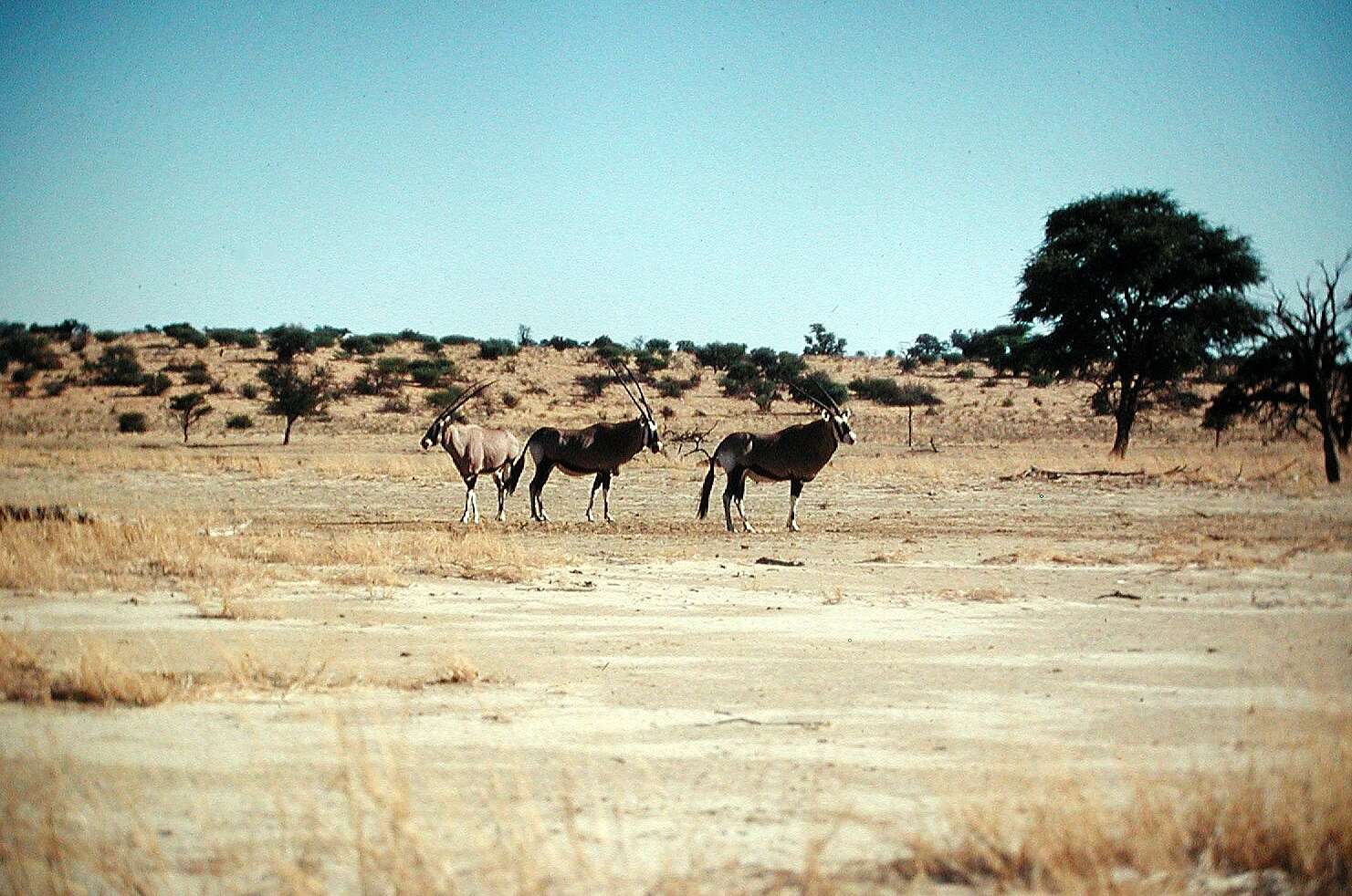 Oryx gazella gazella的圖片