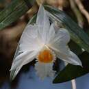 Dendrobium infundibulum Lindl. resmi