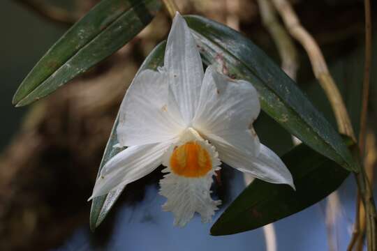 Dendrobium infundibulum Lindl. resmi