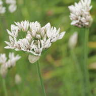 Image of Lady's leek