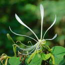 Image of Bauhinia mollis var. notophila (Griseb.) Fortunato