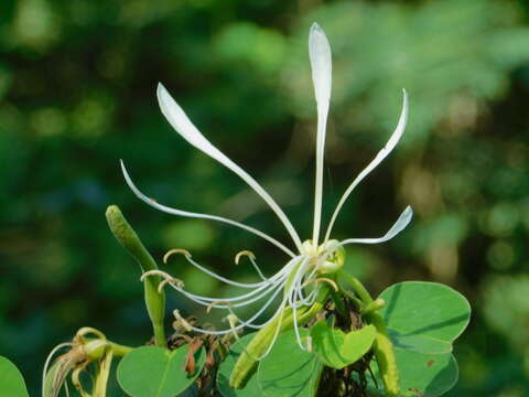 Image of Bauhinia mollis var. notophila (Griseb.) Fortunato