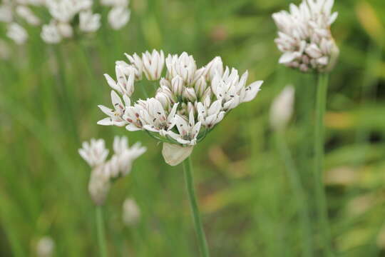 Image of Lady's leek