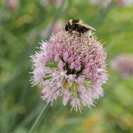 Image of Allium hymenorhizum Ledeb.