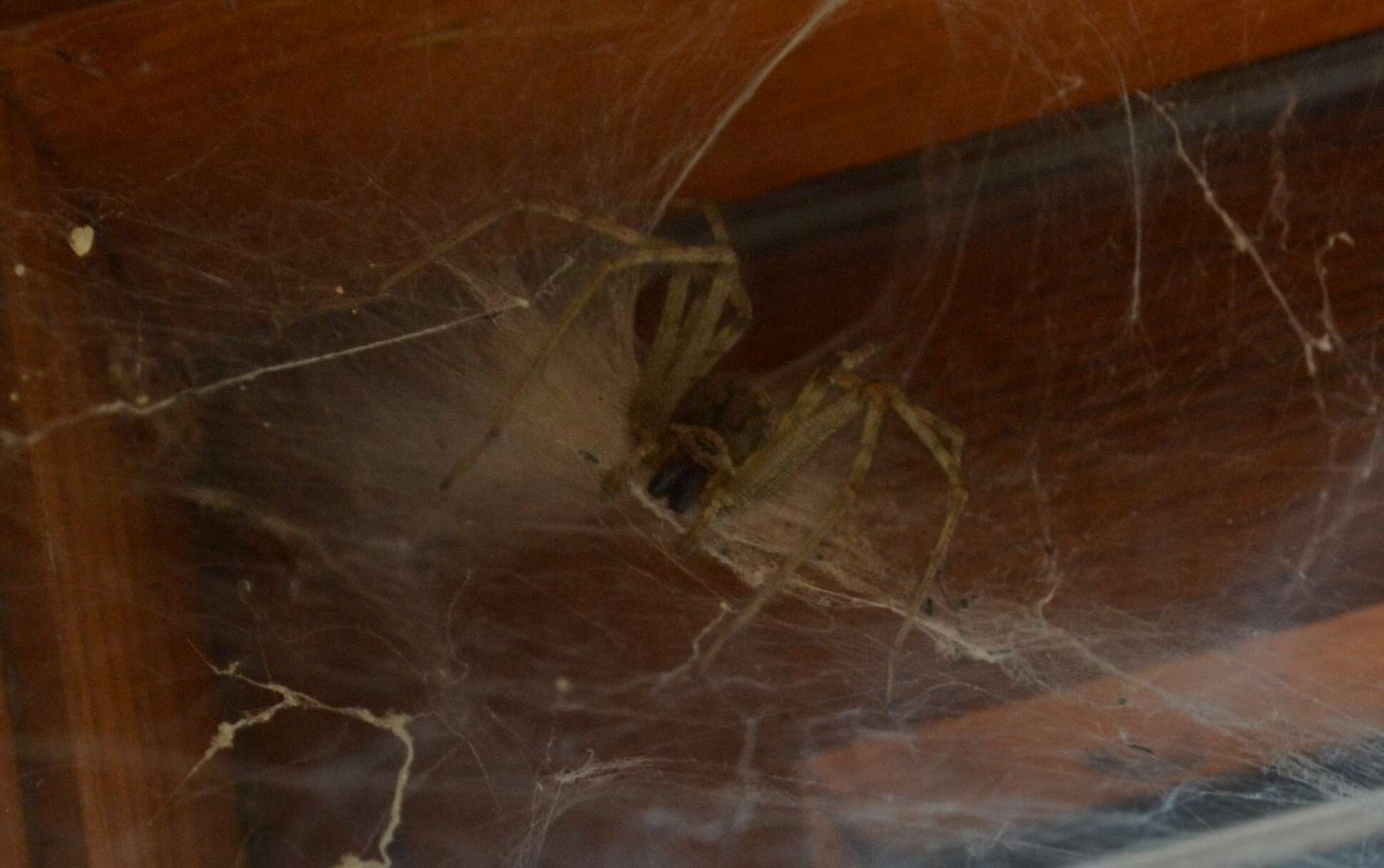 Image of Barn Funnel Weaver