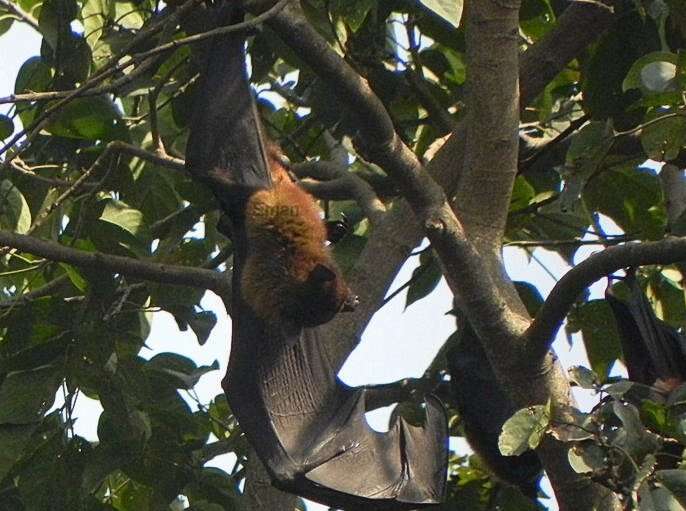 Image of Indian Flying Fox