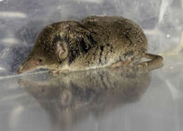 Image of Ornate Shrew