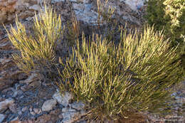 Image of Green Ephedra