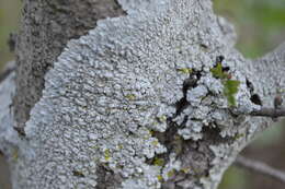 Image of dirinaria lichen