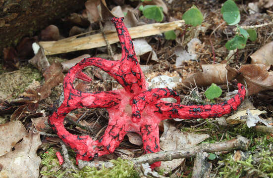 Image of octopus stinkhorn