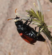 Image of <i>Hycleus haemactus</i>