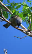 Image of Yellow-winged Tanager