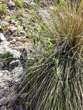 Image of MacCart's swallow-wort