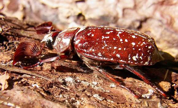 Image of Polyphylla fullo (Linnaeus 1758)