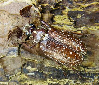 Image of Polyphylla fullo (Linnaeus 1758)