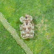 Image of Chrysanthemum Lace Bug