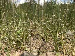 Image of Gulf Pipewort