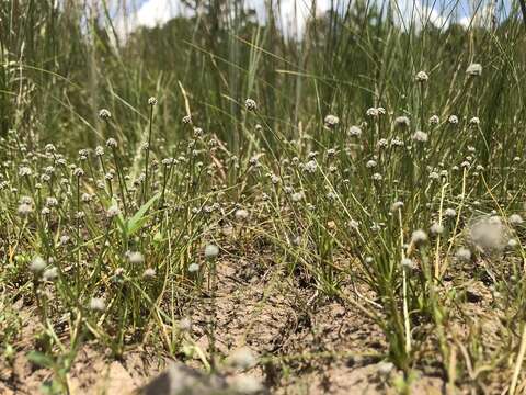 Image of Gulf Pipewort