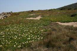 Image of hottentot fig