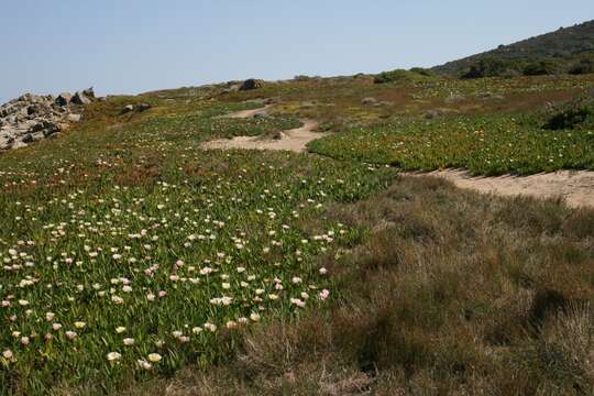 Imagem de Carpobrotus edulis (L.) N. E. Br.