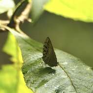 Image de Arhopala anthelus (Westwood (1852))