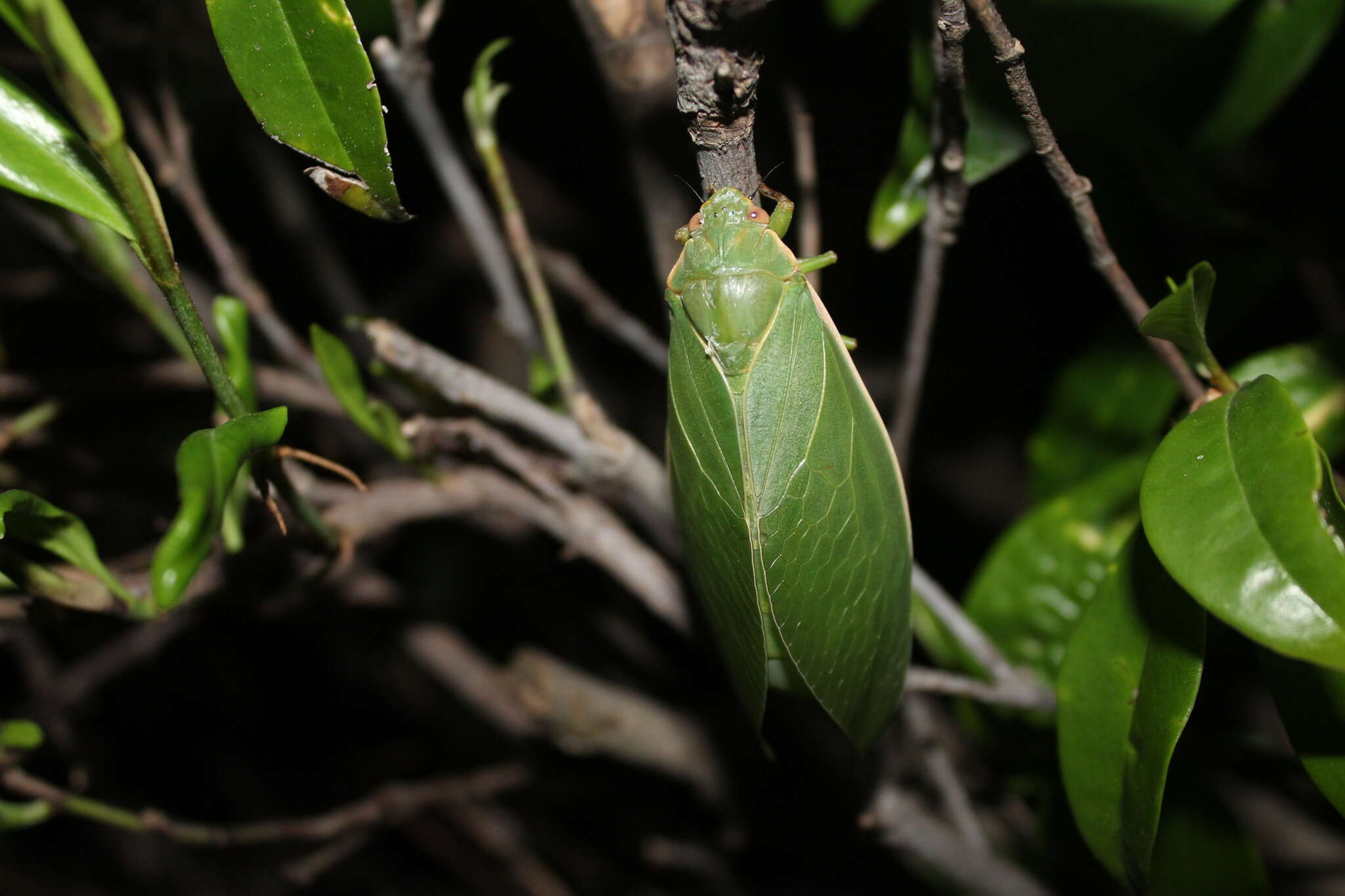 Image de Cystosoma