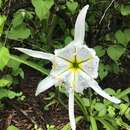 Imagem de Leptochiton quitoensis (Herb.) Sealy