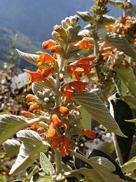 Image of Colquhounia coccinea Wall.