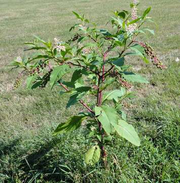 Image of American Nightshade