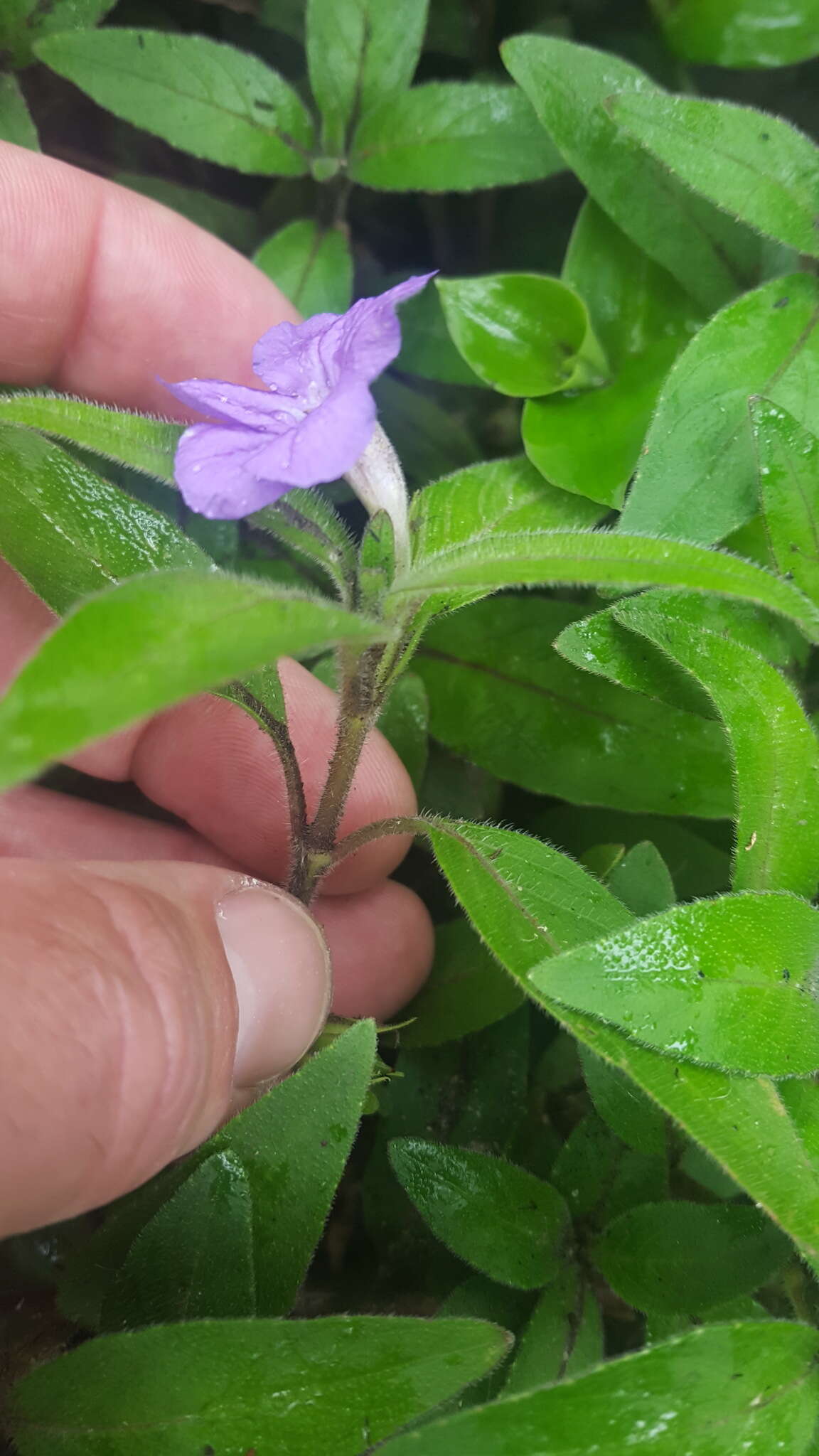 Imagem de Ruellia longepetiolata (Oerst.) Hemsl.