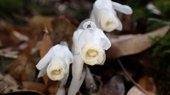 Image of Monotropastrum humile var. glaberrimum H. Hara