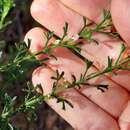 Image of Cyanothamnus anemonifolius subsp. anemonifolius