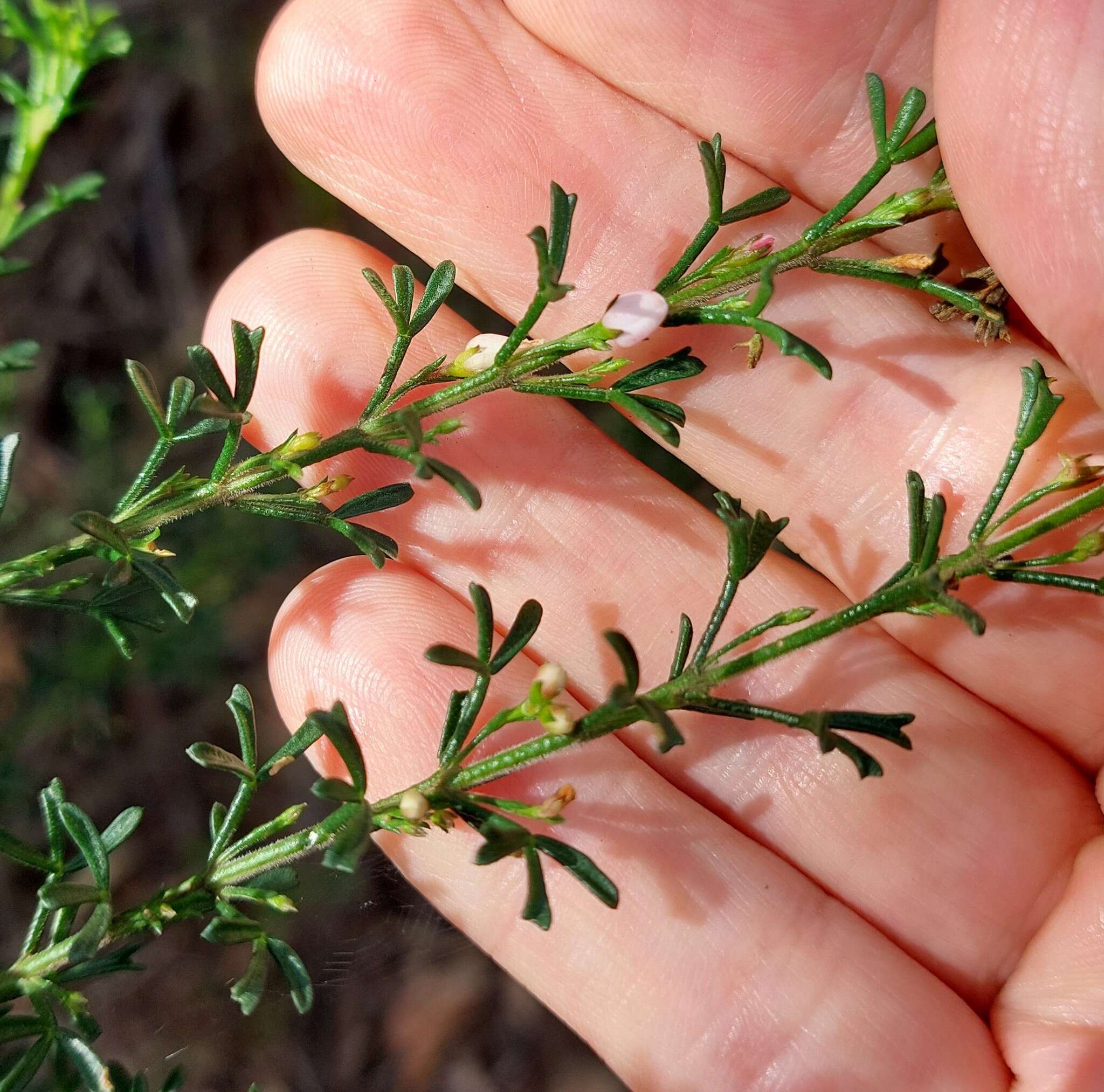 Image of Cyanothamnus anemonifolius subsp. anemonifolius