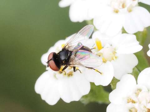 Image of Phasia pusilla Meigen 1824