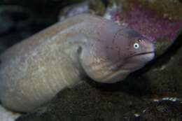 Image of Geometric moray