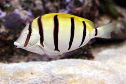 Image of Convict Surgeonfish