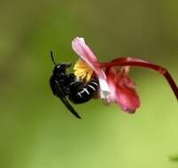 Image of Colletes granpiedrensis Genaro 2001