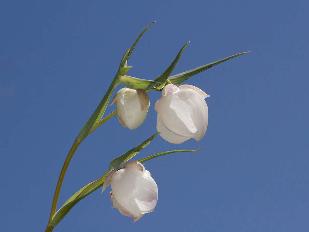 Imagem de Calochortus albus (Benth.) Douglas ex Benth.