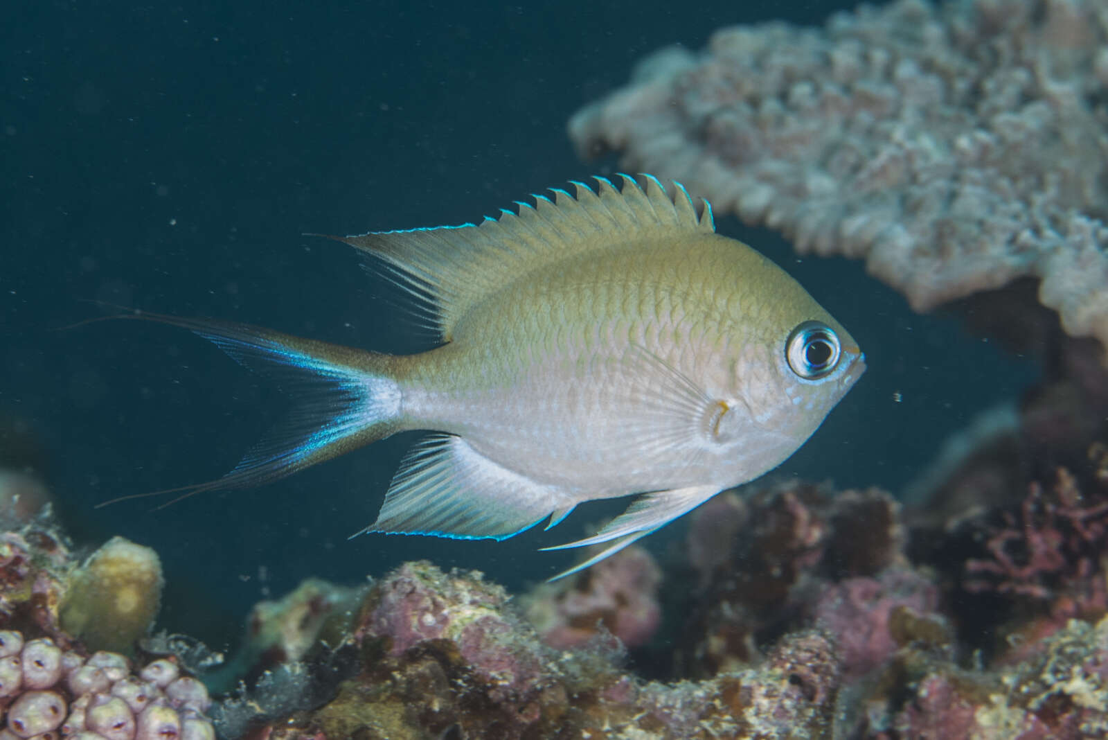 Слика од Pycnochromis amboinensis (Bleeker 1871)