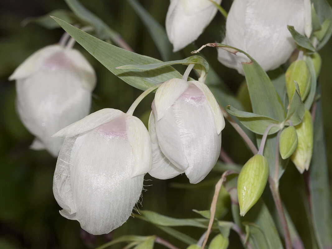 Слика од Calochortus