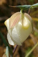 Imagem de Calochortus albus (Benth.) Douglas ex Benth.