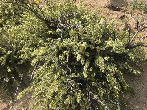 Image of desert bitterbrush