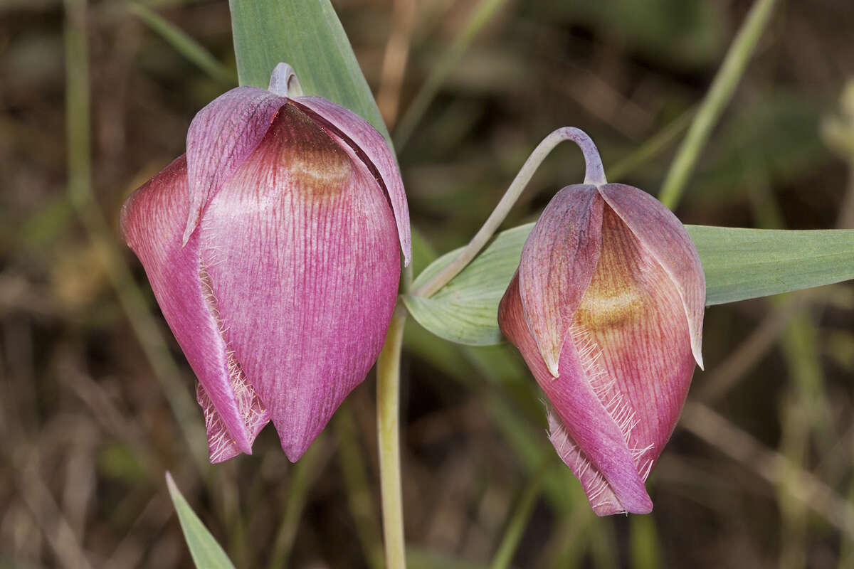 Imagem de Calochortus albus (Benth.) Douglas ex Benth.