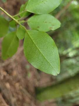 Imagem de Rhododendron ovatum (Lindl.) Planch. ex Maxim.