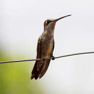 Image of Stripe-breasted Starthroat