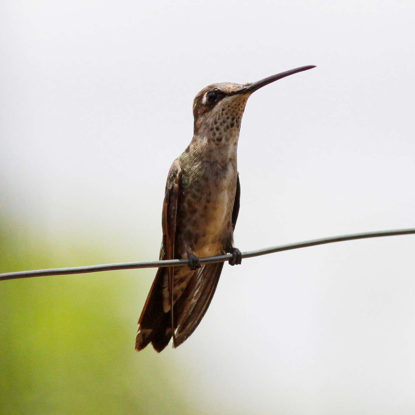 Image of Stripe-breasted Starthroat