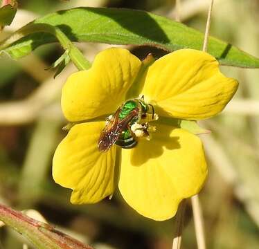 Imagem de Agapostemon splendens (Lepeletier 1841)