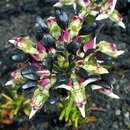 Image of Disa atricapilla (Harv. ex Lindl.) Bolus