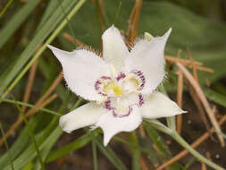 Слика од Calochortus