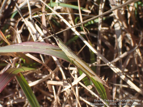 Image of Gonista bicolor (Haan 1842)